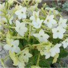 Rare 200pcs/lot Nicotiana Alata -s Home Garden Multi-Color Optional