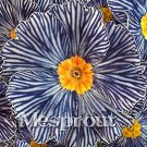 Rare 100 pcs Evening Primrose Zebra Blue Evening Primrose Bonsai