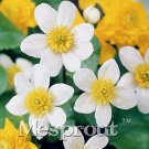 Rare Home Garden Decoration Plant 100 French Caltha Palustris Bonsai