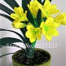 Rare 100 Pcs Clivia Miniata Plant Gorgeous Bonsai Rare Bush Lily Flower