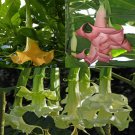 Rare 100 Brugmansia flower Angel Trumpet fragrant Datura tree seeds