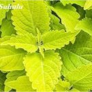 Rare 100PCS Janpanese Bonsai Coleus Plant Rainbow Dragon Foliage Plant Seeds