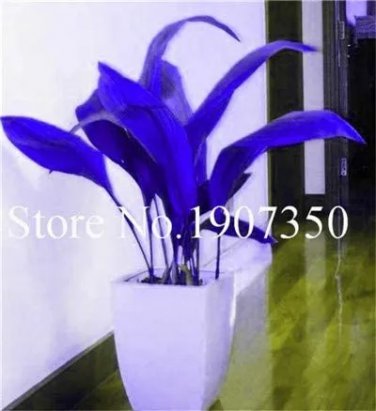 Rare 100 pcs Coloful Hosta Plants Perennials Lily Flower Full Shade Hosta Flower