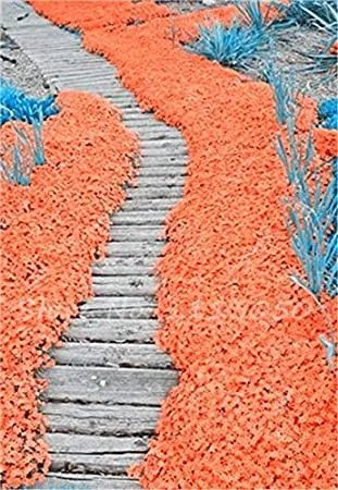 Rare 200 PCS Rainbow Creeping Thyme Plants Blue Rock CRESS Plants