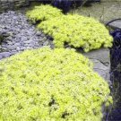 Rare 200 PCS Rainbow Creeping Thyme Plants Rock CRESS Plants