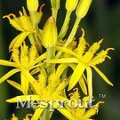 Rare 100 Mixed Angels Yellow Asphodel Bonsai