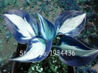 Rare 200 Pcs/Pack Beautiful Hosta Fragrant Plantain Lily Bonsai Perennial Flower Ground Cover