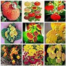 Rare 200 Pcs Bonsai Calceolaria Dicentra Spectabilis