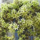 Rare Gimax 100pcs Clematis Flower Seeds Perennial Plant Garden