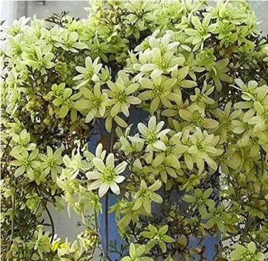 Rare Gimax 100pcs Clematis Flower Seeds Perennial Plant Garden