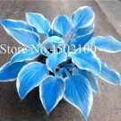 Rare 200 PCS Colorful Hosta Flores Bonsai Seeds, Indoor Flower Plantas