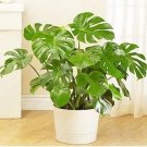 Rare 100PCS Green Palm Turtle Leaves Monstera Seeds