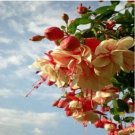 Rare 200 PCS Fuchsia Bonsai Garden Balcony Lanterns Flowers Begonia Malus Spectabilis