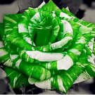 Rare 50PCS Holland Candy Stripe Rose Seeds Bonsai Lover Gift Green White