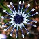 Rare 100 PCS African Blue Eyed Daisy Plant Easy Grow Osteospermum
