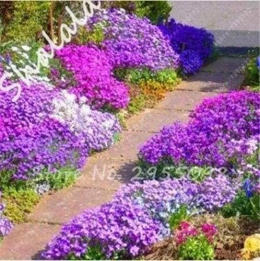 Rare 200 pcs/Bag Bonsai Rock Cress Flower Climbing Plant Creeping Thyme Flores Perennial Ground