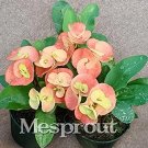 Rare 100 PCS Rare Euphorbia Milii Hybrid Plant Bonsai Potted Bonsai Plants Euphorbia Milii Flower