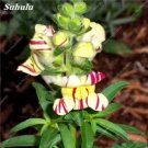 Rare 200 Pcs/Bag Multi-Color Antirrhinum Majus Bonsai,Common Snapdragon