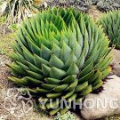 Rare Spiral New Plant Succulents Bonsai, MESA Aloe polyphylla Rotation 100 seeds
