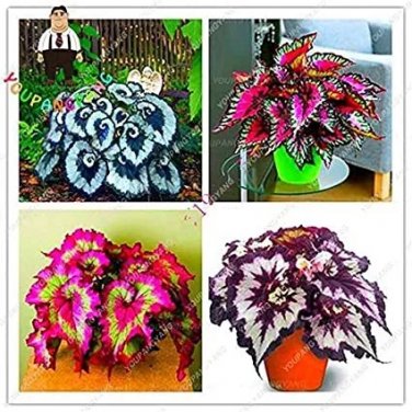 Rare 100 pcs Bonsai Coleus Foliage Plants Perfect Color Arc-Dragon Beautiful Flower