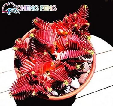 Rare 10 pcs Crassula Capitella Thyrsiflora Red Pagoda Succulent Cactus Bonsai Jatropha Tree