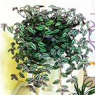 Rare 100 Pcs Zebrina pendula Schnizl Bonsai Garden Perennial Plants Rare Beautiful Grass Bonsai