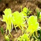 Rare 100 pcs Mixed Aquilegia Double Bonsai, Aquilegia Columbine Flowers Garden 24 Color