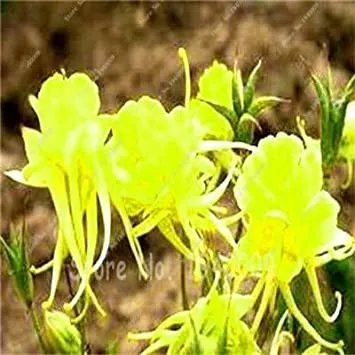 Rare 100 pcs Mixed Aquilegia Double Bonsai, Aquilegia Columbine Flowers Garden 24 Color