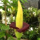 Rare Garden Corpse Flower Plant 5 Seeds