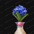 Rare Hyacinth Bulb 1 piece