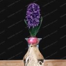 Rare Hyacinth Bulb 1 piece