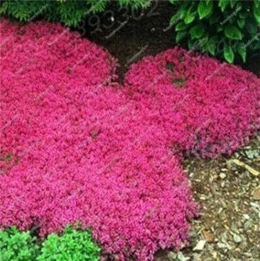 Rare 300 Pcs/Bag Creeping Thyme Bonsai,Rare Color Rock CRESS Plant Perennial Ground Cover
