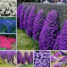 Rare 300 Pcs/Bag Creeping Thyme Bonsai,Rare Color Rock CRESS Plant Perennial Ground Cover