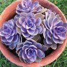 Rare 100 PCS Fresh Succulent Plant Bonsai Radiation Succulents Sedum Bonsai Echeveria