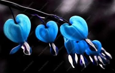 Rare 100 pcs/Bag Dicentra Spectabilis Seeds Bleeding Heart Classic Cottage Garden Plant