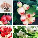 Rare 50 PCS Wax Seeds Tropical Fruit Tree Seeds Planting Is Simple Novel Plants for Home Garden
