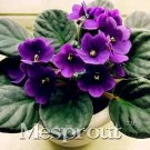 Rare 100pcs Beautiful Plant Bonsai Flower Bonsai African Red Purple Mini Blue Violet