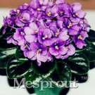 Rare 100pcs Beautiful Plant Bonsai Flower Bonsai African Red Purple Mini Blue Violet