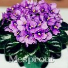Rare 100pcs Beautiful Plant Bonsai Flower Bonsai African Red Purple Mini Blue Violet