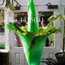 Rare the World Biggest Flowers, The Corpse Green Flower 50 seeds