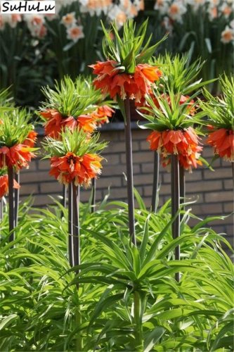 Rare 200 pcs/Pack Red Yellow Imperial Crown Fritillaria Imperialis Lutea