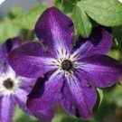 Rare Clematis Bulbs, Clematis Mix, Clematis hybridas Climbing Plants Garden Landscaping, 50pcs
