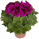 Rare 30PCS/Bag Multiple Colour Geranium Plants, Perennial Flower Pelargonium