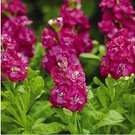 Rare Matthiola 200 pcs (Matthiola Incana Ten Week Mix Color) Perfume Night Scented