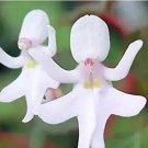 Rare 50 PCS/Pack Impatiens Bequaertii Seeds Beautify Dancing Girl Orchid Flower