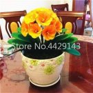 Rare Kasuki 100 Pcs Gorgeous Clivia Bonsai (Kaffir Lily),