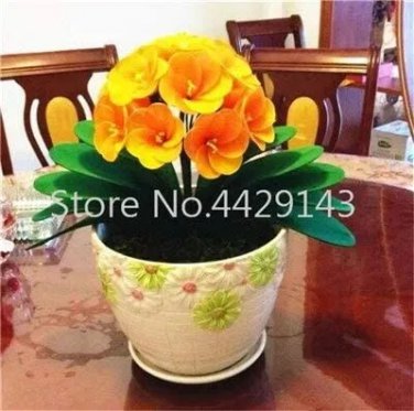 Rare Kasuki 100 Pcs Gorgeous Clivia Bonsai (Kaffir Lily),