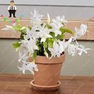 Rare 200 seeds Zygocactus Truncatus Plants Rare Schlumbergera Plants Orchid
