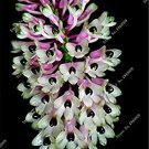 Rare 100 Pcs/Bag Multi Color Dendrobium Orchids Bonsai Tree