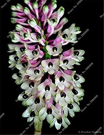Rare 100 Pcs/Bag Multi Color Dendrobium Orchids Bonsai Tree